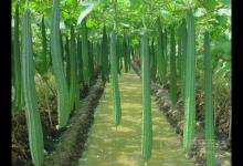 小小絲瓜，竟然有這么多作用