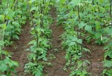 老了的蕓豆能吃嗎？蕓豆怎么保存