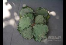 剛采摘回來的粽子葉如何處理?