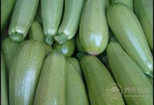 西葫蘆好吃營養(yǎng)，吃了對身體好處很多，不過知道的人很少