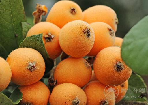 咽喉炎反復發作，這5種便宜好用的食物要多吃