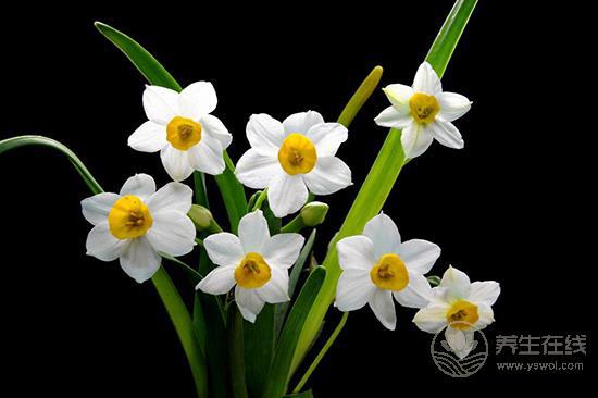 這些花卉有毒，最好不要在家里養