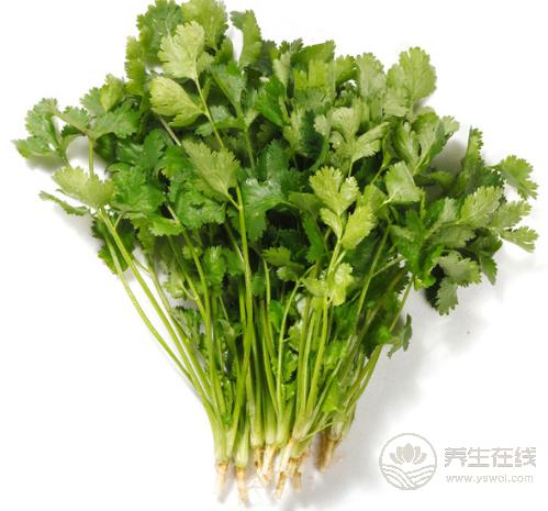 香菜是個寶，健胃消食營養豐富，可惜很多人不愛吃