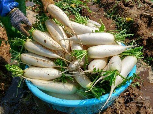 嗓子疼痛難不用吃藥，5種食物吃一吃，能好！