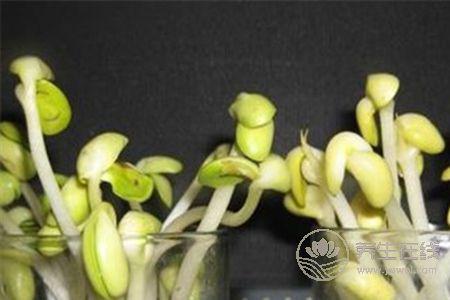 怎么炒黃豆芽會(huì)更好吃?常吃黃豆芽好處多多 怎么炒黃豆芽會(huì)更好吃?常吃黃豆芽好處多多