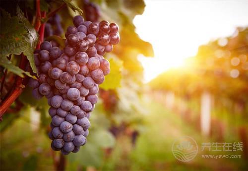 葡萄好吃營養(yǎng)高，但也別小看了它的皮，渾身都是寶