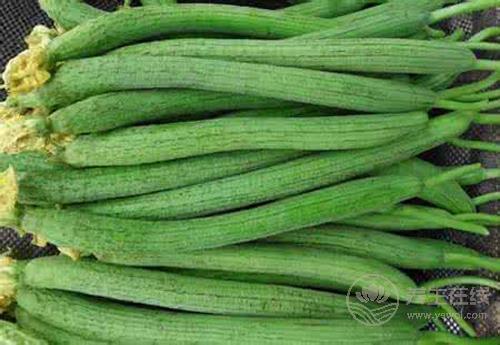 經(jīng)常吃絲瓜，對身體有這些好處