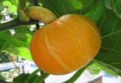 這些瓜，養(yǎng)生作用大，別忘了要多吃