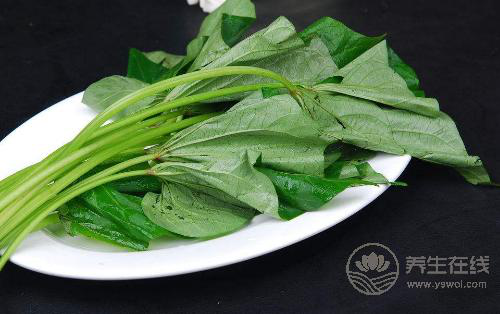 紅薯葉其貌不凡，有“蔬菜中的人參”之稱，不愛吃的虧了