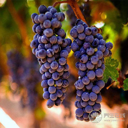 想要身體排毒，就常吃4種水果