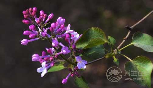夏天常吃丁香徹底遠(yuǎn)離胃病