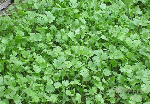 不吃香菜，你就體驗不到這幾個好處