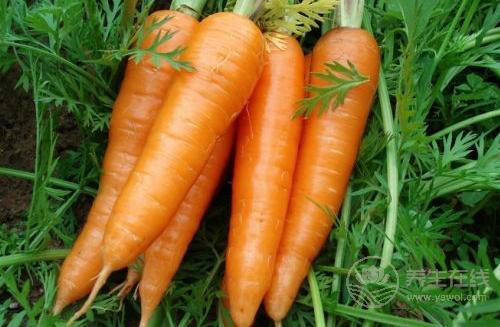 胃不好可以多吃的5種蔬菜，堅持吃勝過胃藥