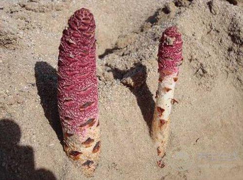 幾種食物超滋補，堪比人參