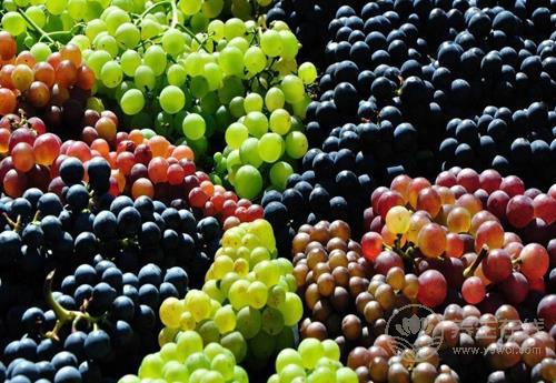 葡萄好吃營養(yǎng)高，但也別小看了它的皮，渾身都是寶