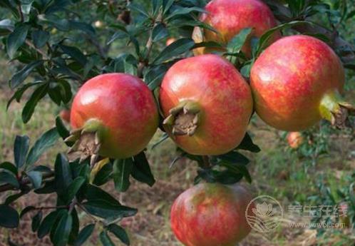 冬天吃石榴好嗎？7個(gè)禁忌要知道