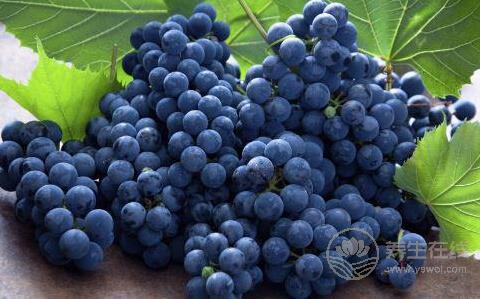 吃什么水果補腎？8種補腎水果推薦