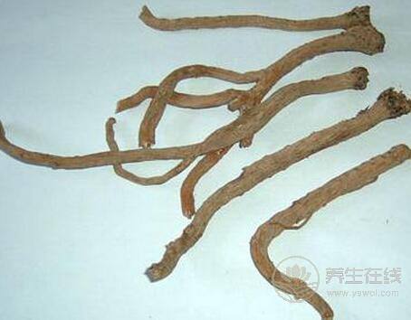 板藍根的功效與作用與用藥禁忌