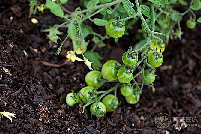 夏天吃西紅柿還有這么多禁忌?好多第一次聽說 夏天吃西紅柿還有這么多禁忌?好多第一次聽說