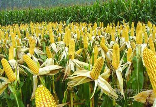 常吃玉米有4大好處，它的須別扔！也很養(yǎng)生