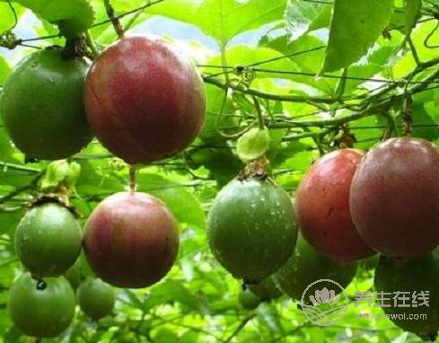 百香果一天吃幾個最好，吃多了百香果會怎樣？