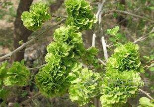 哪些隨處可見的野草你真的知道它們的功效嗎？