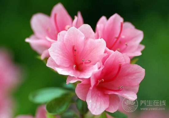 這些花卉有毒，最好不要在家里養