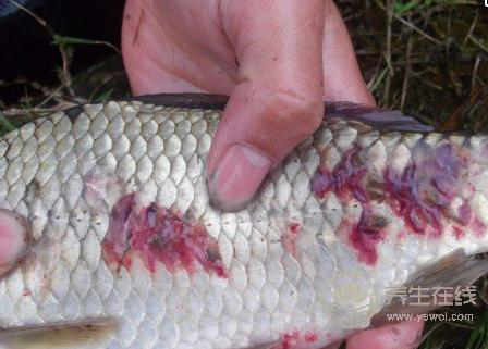遠離寄生蟲，這些食物要少吃