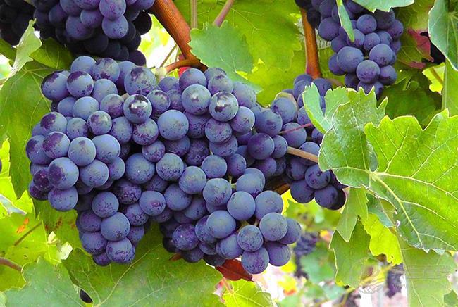 夏天很容易失眠，可以吃幾種水果來緩解