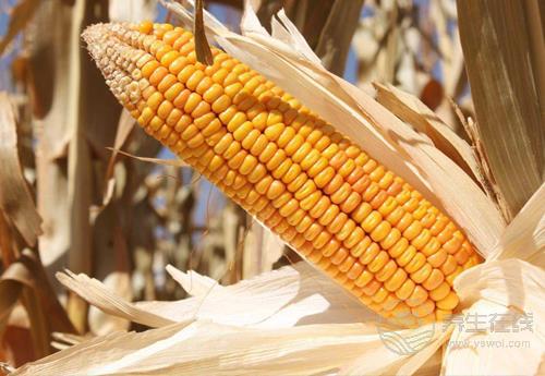 常吃玉米有4大好處，它的須別扔！也很養(yǎng)生