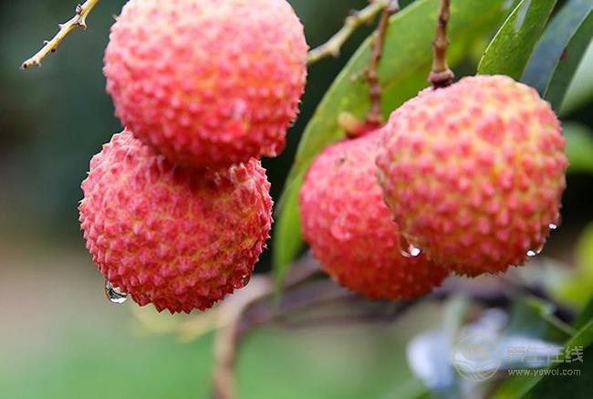 吃這些水果能美白，勝過很多護膚品