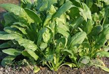 肺癌、胃癌，9種癌癥吃"1"種蔬菜可預防