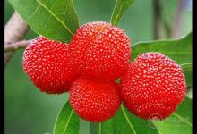 吃楊梅酸倒牙怎么辦？5個小辦法緩解