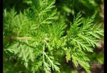 家中常備蜂蜜小秘方，輕輕松松養健康