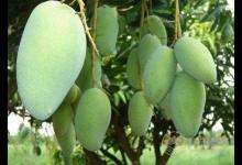 女性多吃這幾種水果，潤膚美白，省下化妝品錢