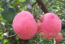 別輕易吃藥，哪不舒服，就吃哪種水果吧