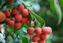 吃荔枝上火怎么辦？4個辦法解決