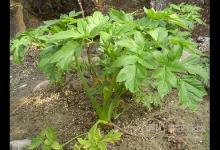 秦始皇求的長(zhǎng)生不老藥，據(jù)說(shuō)就是它