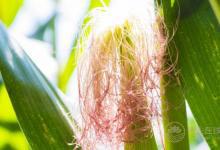 別扔掉玉米須，煮水喝比吃玉米更健康！