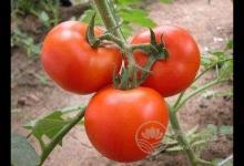 西紅柿和它們一起吃簡直是絕配！