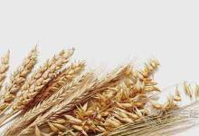 最普通的6種食物，最養胃，人人都買得起