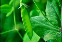 常吃荷蘭豆，對身體有這些好處，你知道嗎？