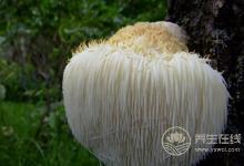 猴頭菇煲湯能養胃，搭配這些食材功效更好