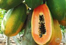 養肝一整年，食物養肝這些你都知道嗎？