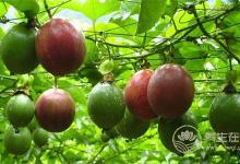 你吃百香果吃對了嗎？它有什么營養(yǎng)功效？