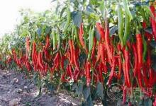 小小辣椒作用卻這么多，很多人不知道