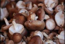 常吃香菇，對(duì)身體有這些好處，你都知道嗎？