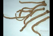 板藍根的功效與作用與用藥禁忌