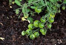 夏天吃西紅柿還有這么多禁忌？好多第一次聽說(shuō)