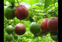 百香果一天吃幾個(gè)最好，吃多了百香果會(huì)怎樣？